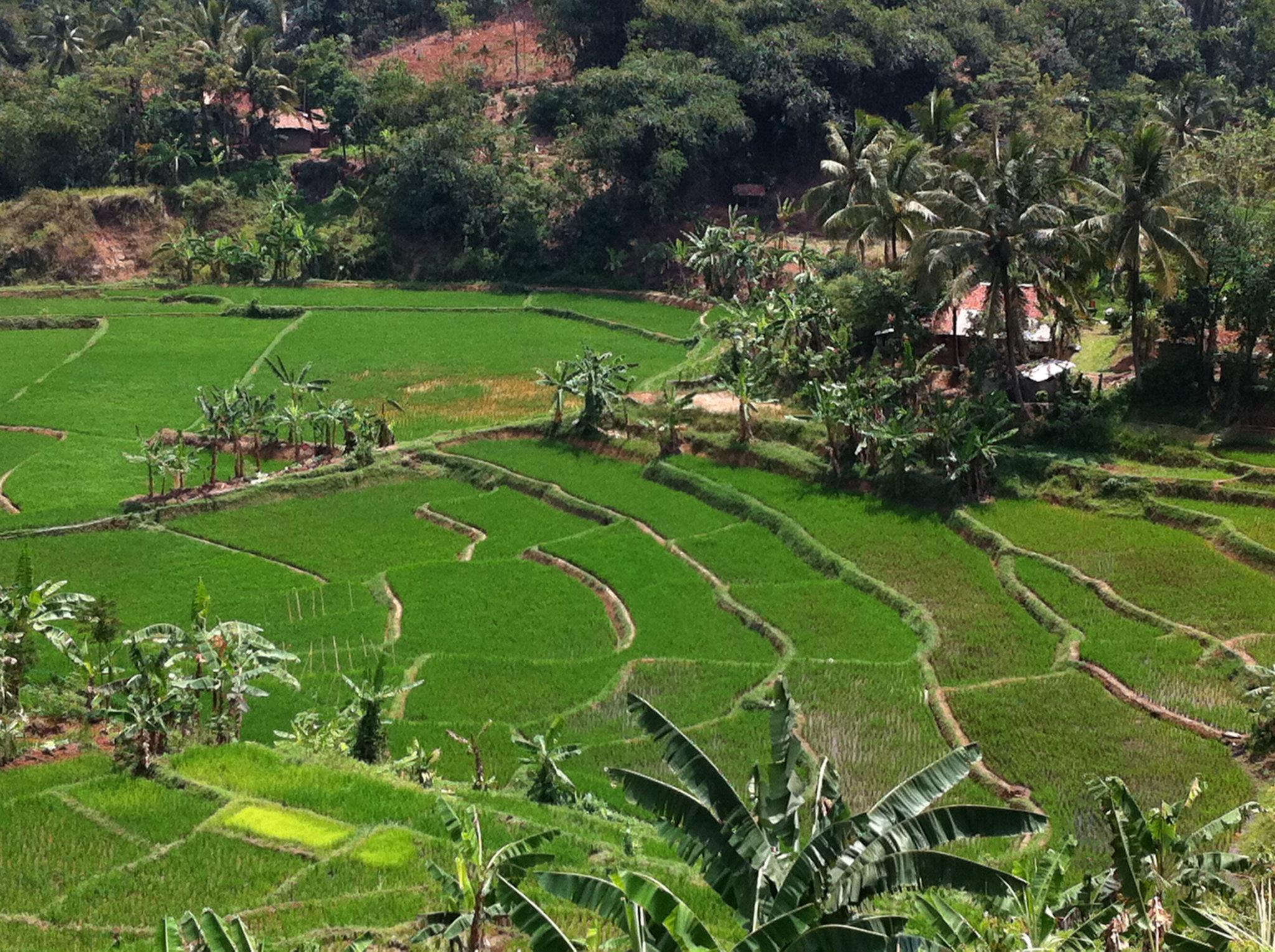 Rural, Indonesia (2011)