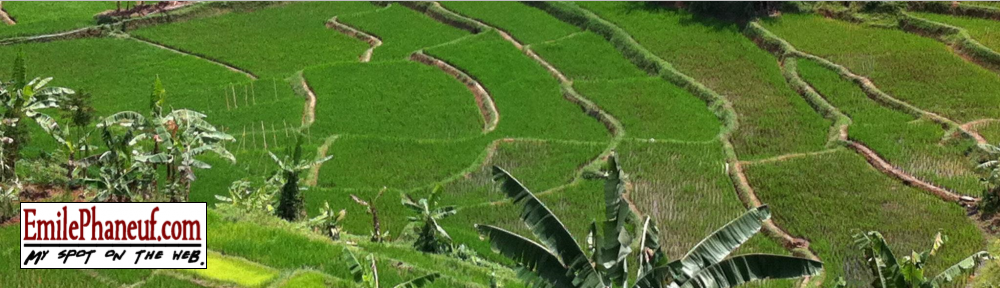 Indonesian rice terraces